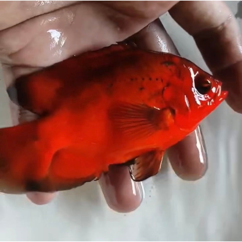 Super Fire Red Oscar (Astronotus ocellatus) 5