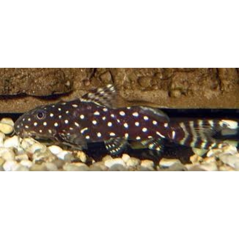 Synodontis Angelicus Catfish (Synodontis angelicus)