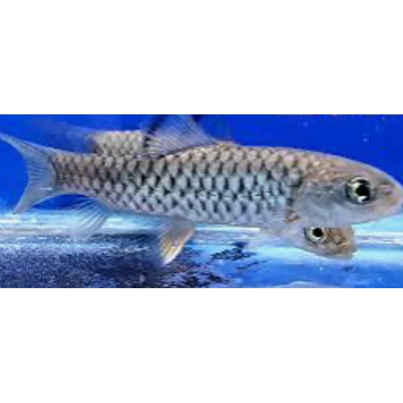 Taiwan Mahseer (Spinibarbus hollandi) 4"-5"