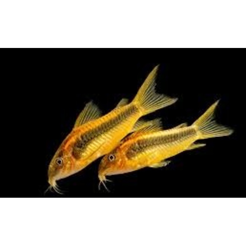 Tank Raised CW010 Orange Laser Cory (Corydoras sp. orange laser)
