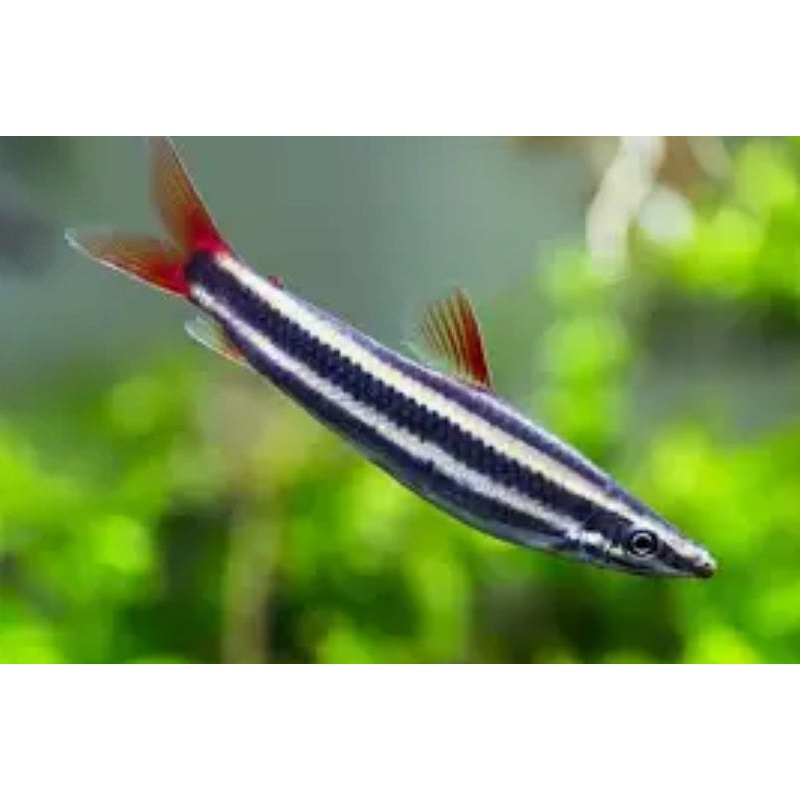 Ternetzi Headstander (Anostomus ternetzi)