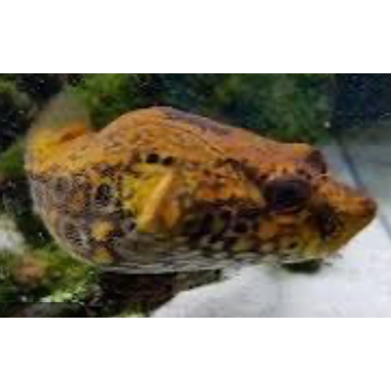 Thai Humpback Dragon Puffer (Pao Palembangensis) 5"
