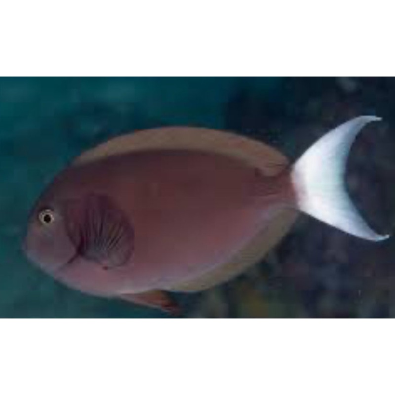 Thompson's Surgeonfish LG (rare)