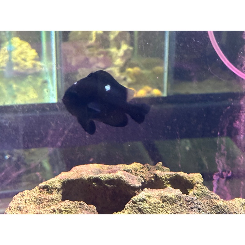 Three Spot Domino Damselfish Large 2.5"+