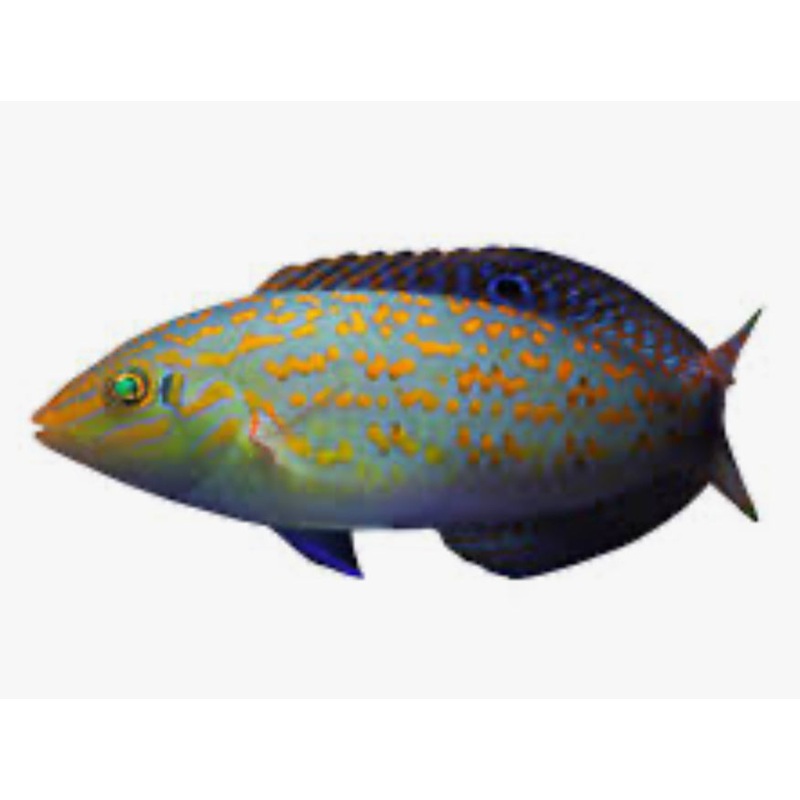 Timor Wrasse - South Asia