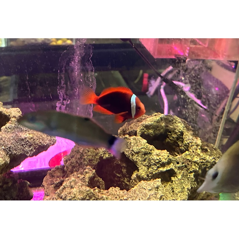 Tomato Clownfish 2.5"+