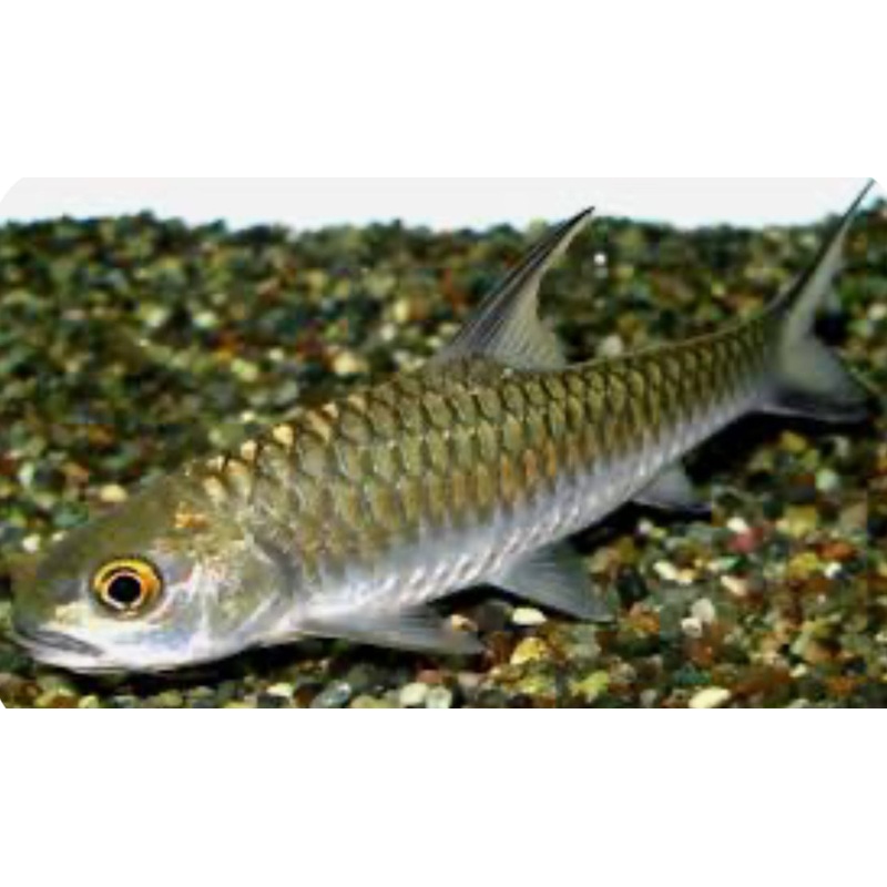 Tor soro (gold) 3"-4"