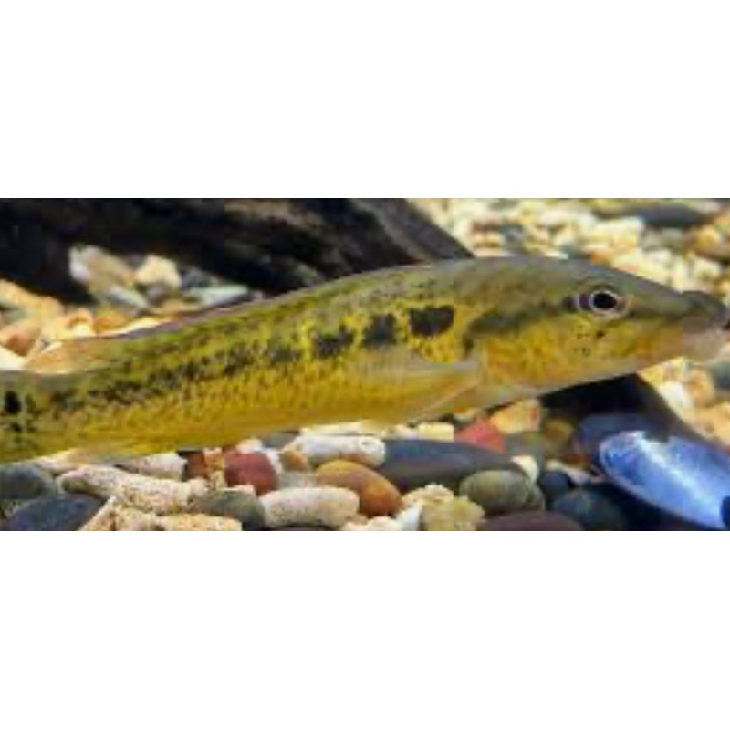 Toucan Pike Cichlid (Crenicichla Tuka)