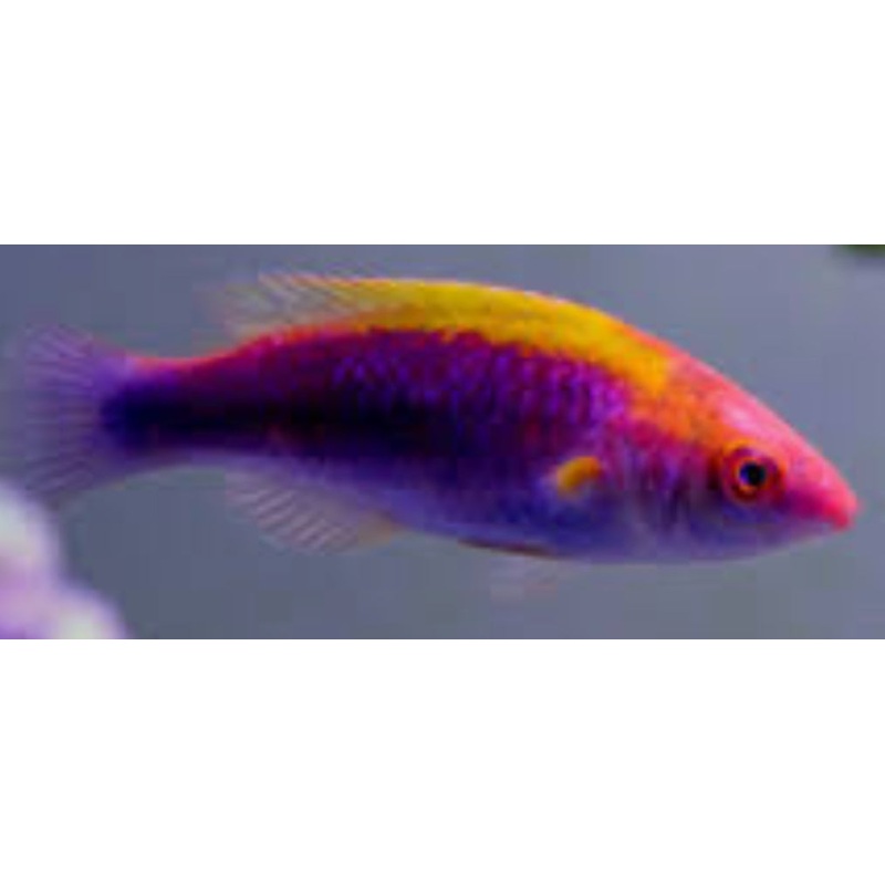 Tricolor-Multicolor Lubbock's Fairy Wrasse