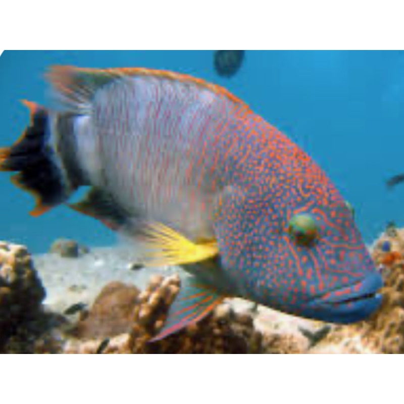 Tripletail Maori Wrasse - Indonesia