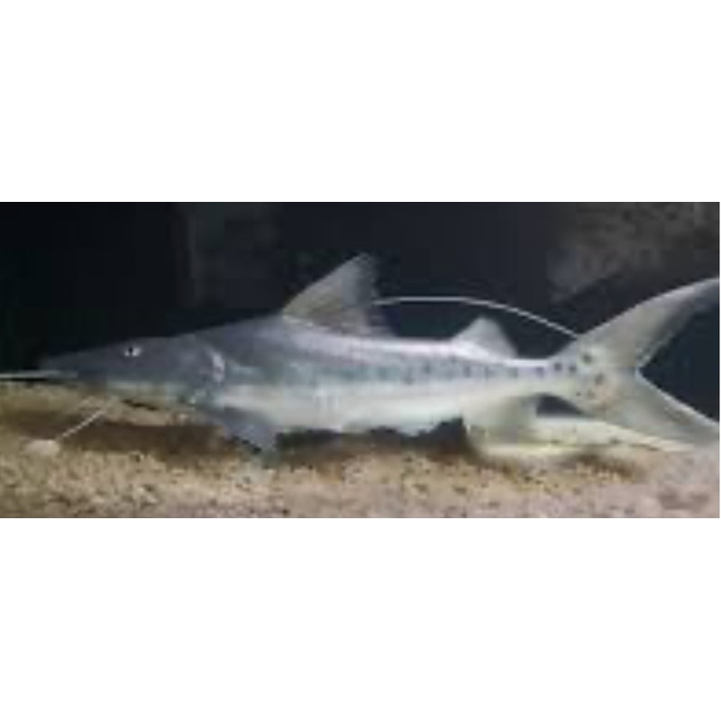 True Piraiba Catfish (Brachyplatystoma Filamentosum) 3"