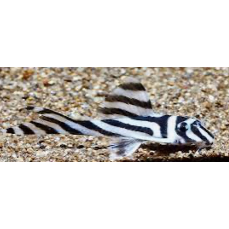 True Zebra Pleco  (Hypancistrus zebra L046)