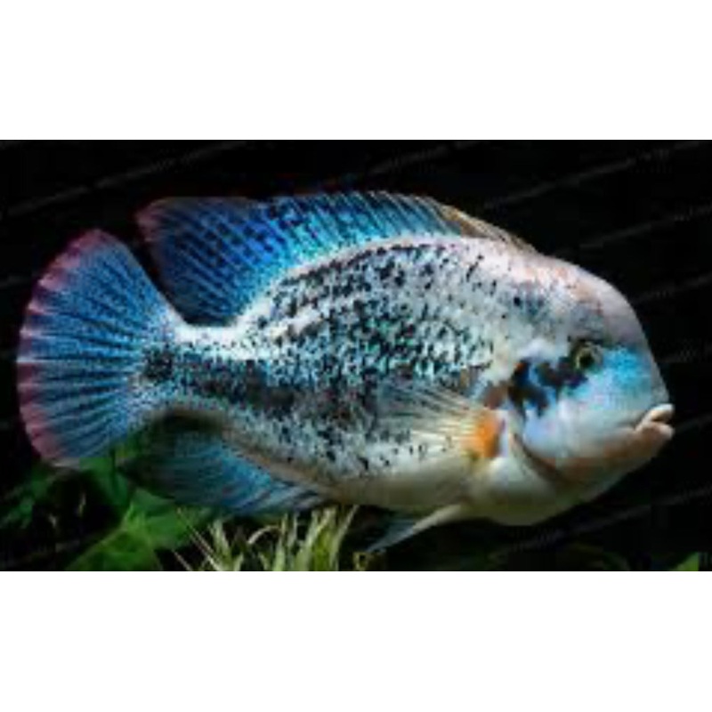 Vieja zonata (Vieja Zonatus) 1-2