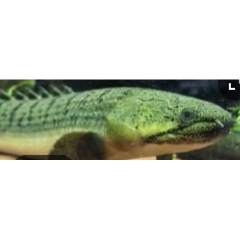 Weeksii Bichir (Polypterus Weeksii)