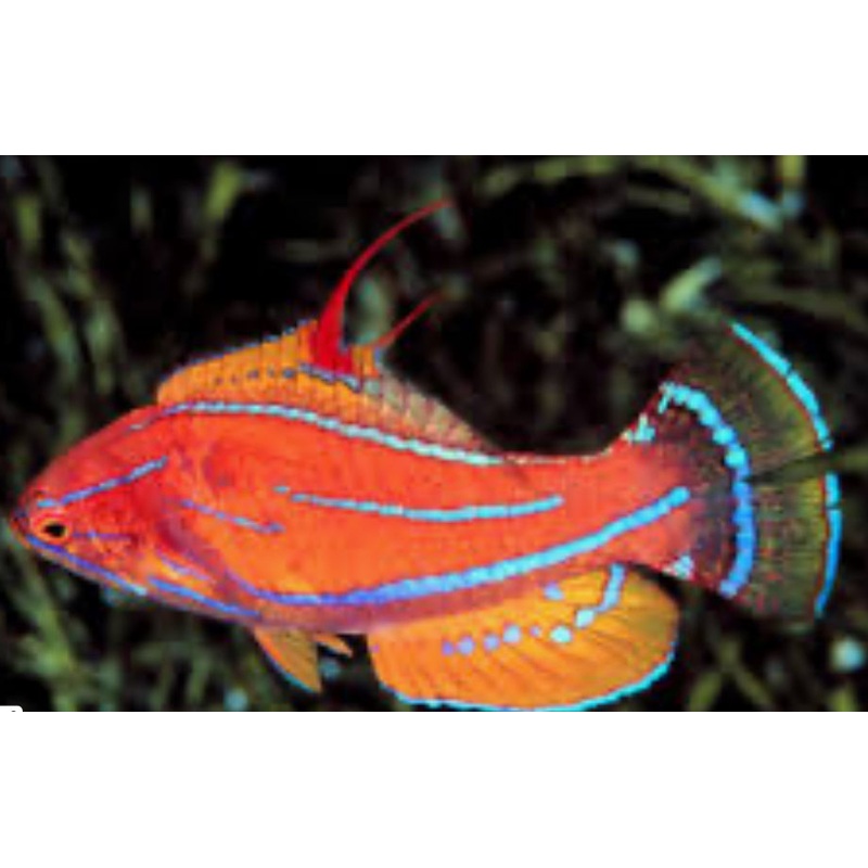 Whipfin Filament Flasher Wrasse