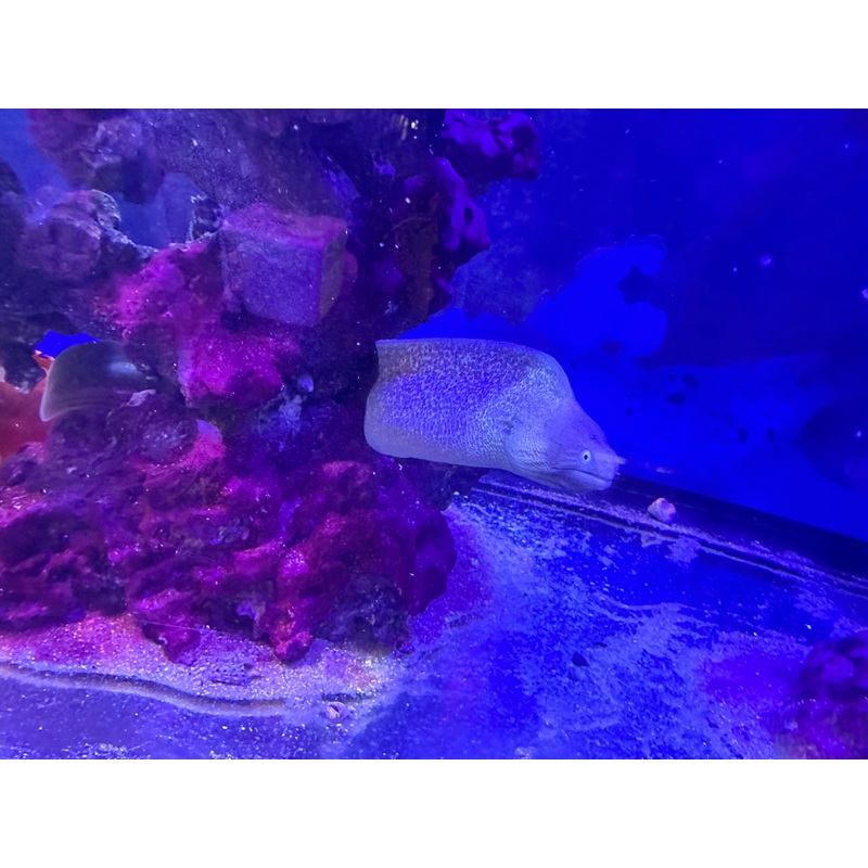 WHITE-EYED MORAY EEL OR GREYFACE MORAY EEL 12"-15"