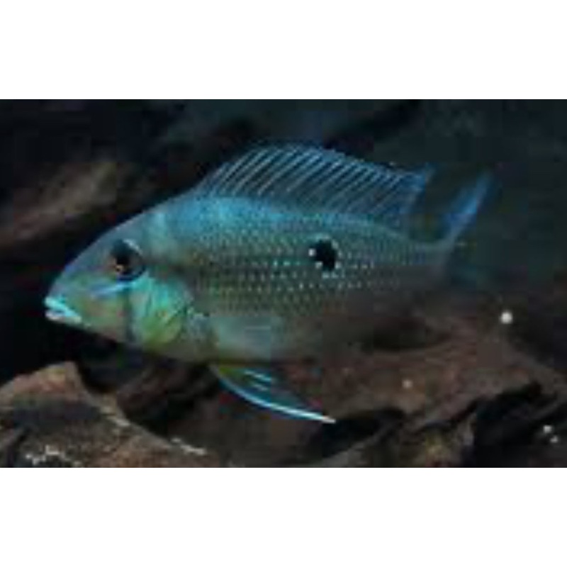 Xingu Blue Streak Eartheater (Geophagus argyrostictus)(Blue Lip)3-3.5