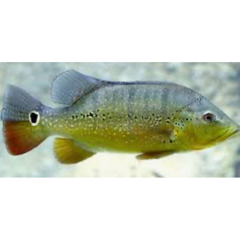 Xingu Peacock Bass (Cichla Melaniae) 2"