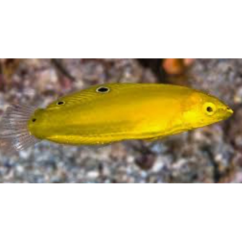 Yellow Coris Wrasse (Halichoeres chrysus)