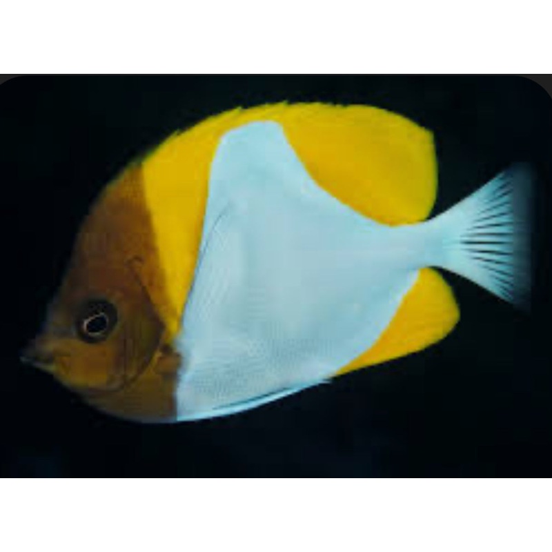 Yellow Pyramid Butterflyfish