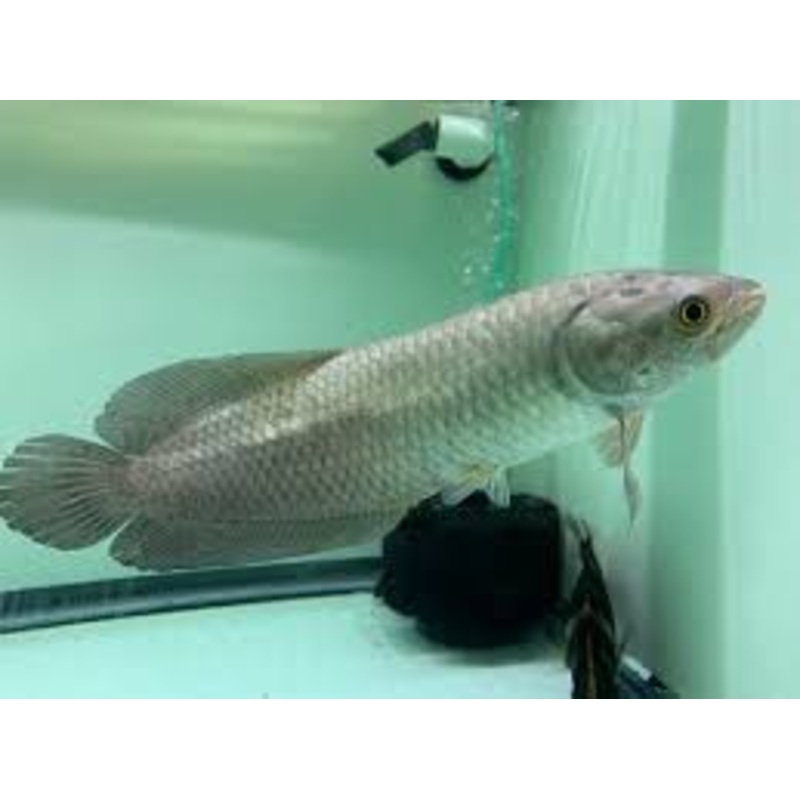 African Arowana (Heterotis niloticus)