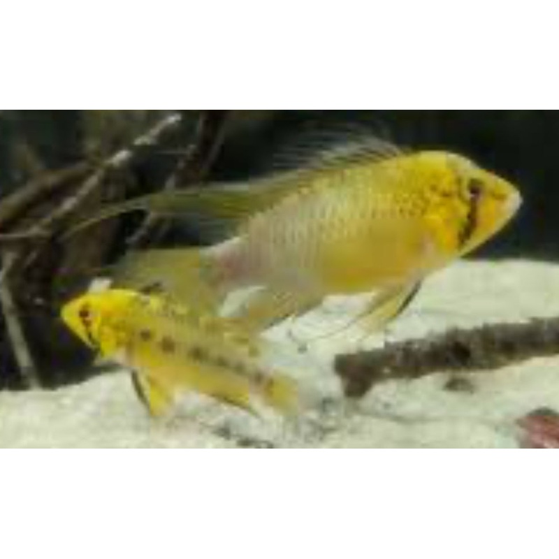 Apistogramma sp. D12Pacman Apisto
