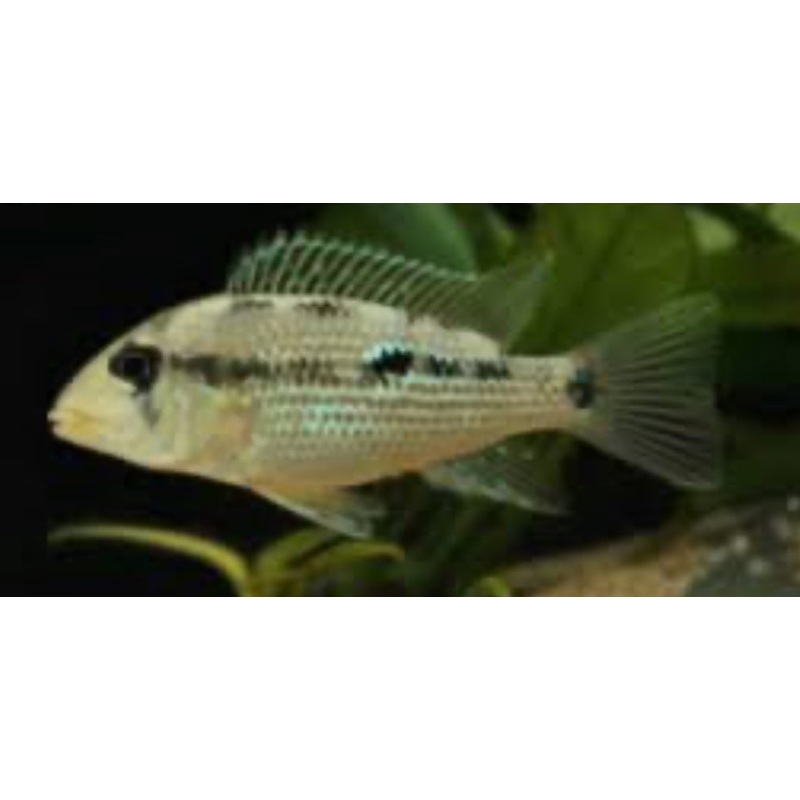 Apistogramma sp. D39