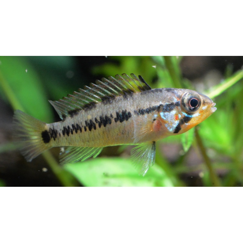 Apistogramma Sp. D6