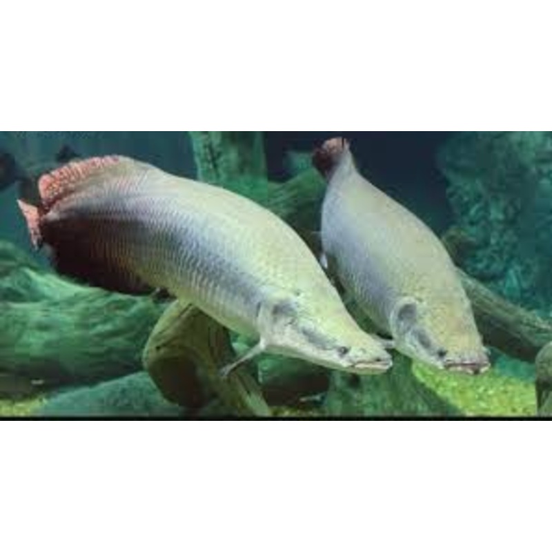 Arapaima (Arapaima gigas) 4"-5"