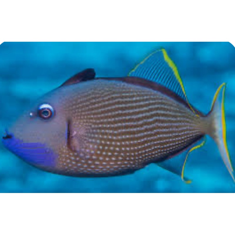 Blue Jaw Triggerfish