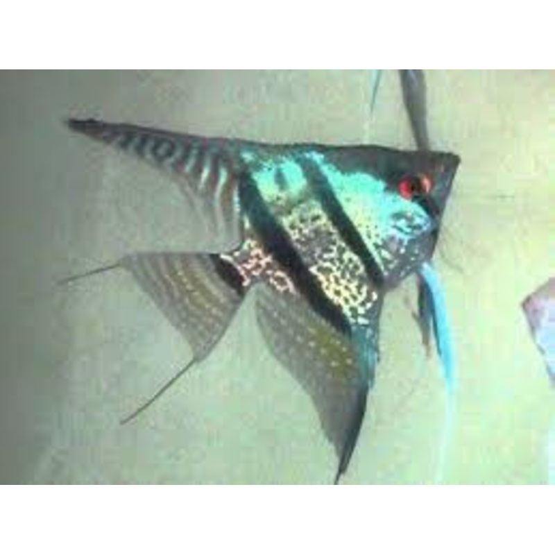 Blue Snakeskin Angelfish