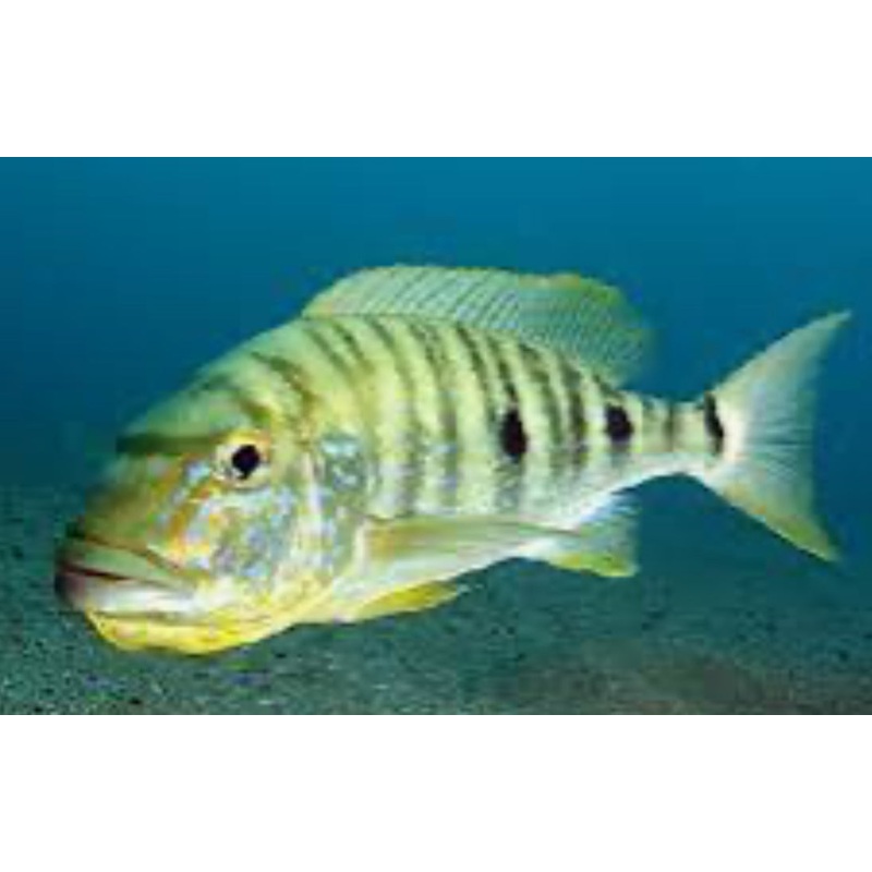 Emperor Cichlid (Boulengerochromis microlepis)