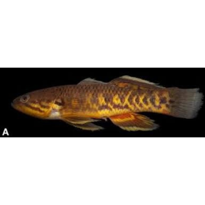 Giurus viator - Rainbow gudgeon goby can grow to 12"