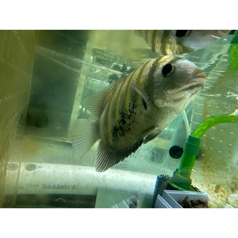 Green Chromide (Etroplus suratensis) 7"-8"