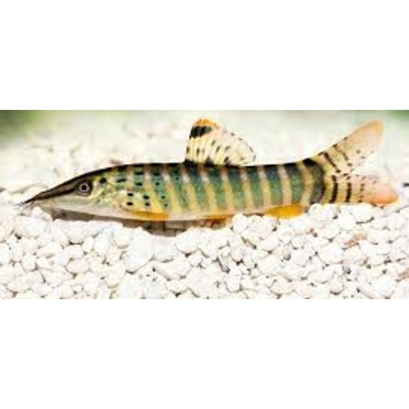 Green Tiger Loach