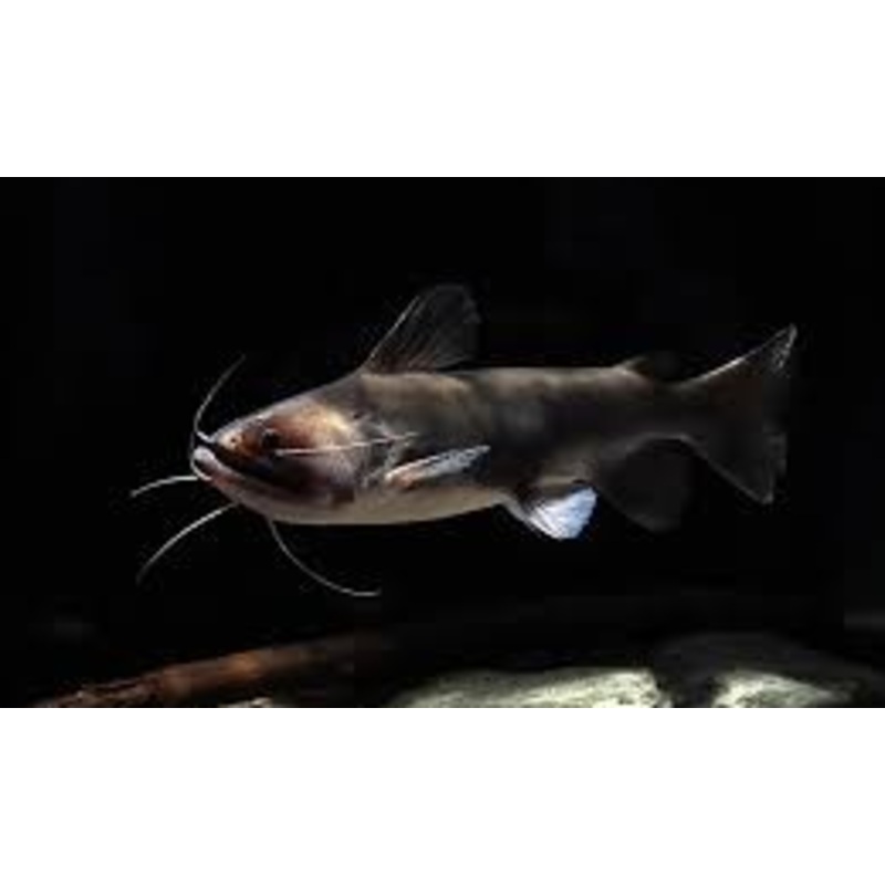 Gulper Catfish (Asterophysus batrachus)