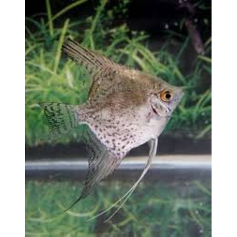 Leopard Angelfish (Pterophyllum scalare)