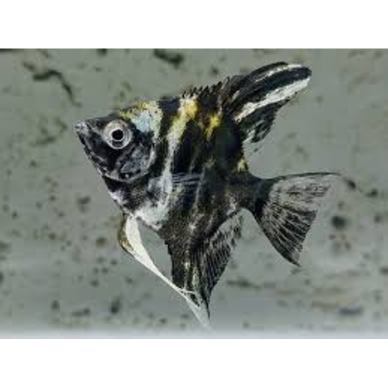 Marble Angelfish (Pterophyllum scalare sp)