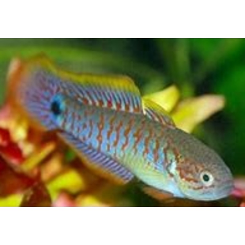 Peacock Gudgeon (Tateurndina ocellicauda)
