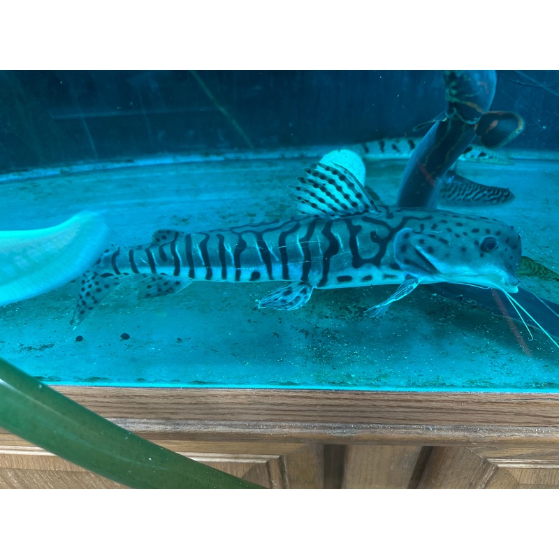 *RARE* Dolphin Head Tiger ShovelNose Catfish 14"-16"