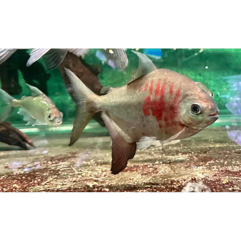 Red and Black Sailfin Pacu (Tometes siderocarajensis) 3"