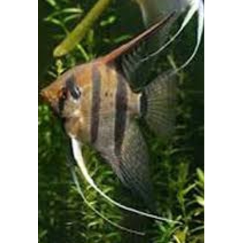 Rio Nanay Peru Spotted Altum Angel (Pterophyllum scalare) 3"-4"