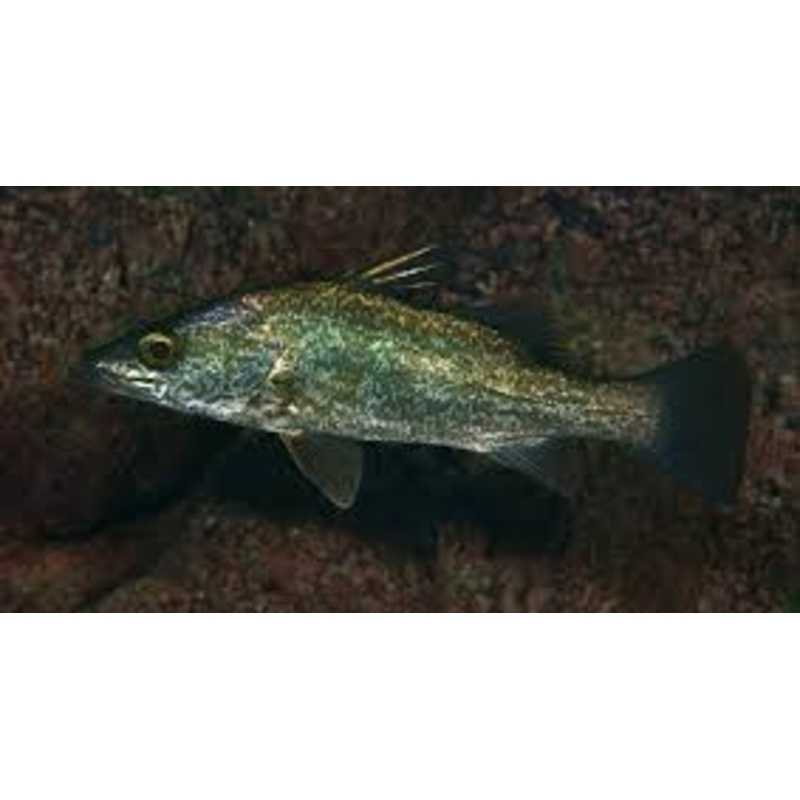 Tanganyikan Lates Perch (Lates angustifrons)