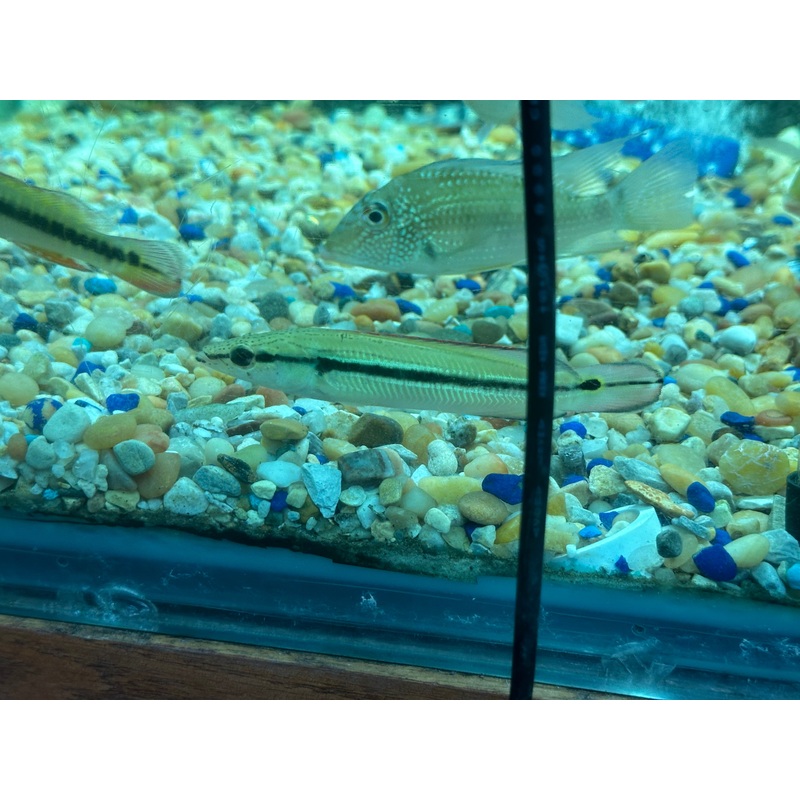 True Lugubris Pike Cichlid (Crenicichla lugubris) 5"