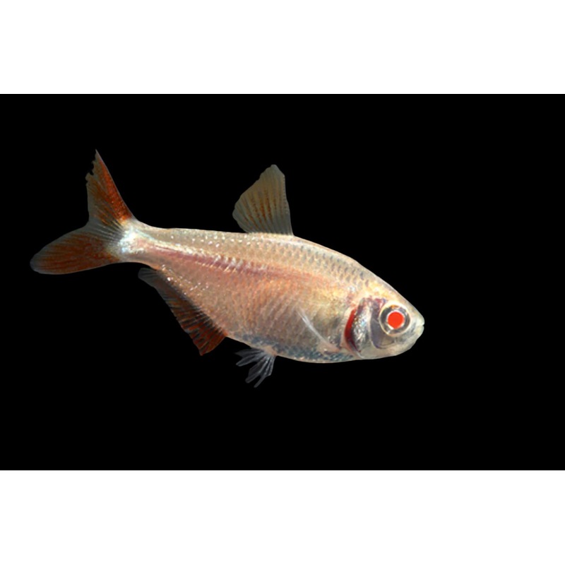Albino Buenos Aires Tetra