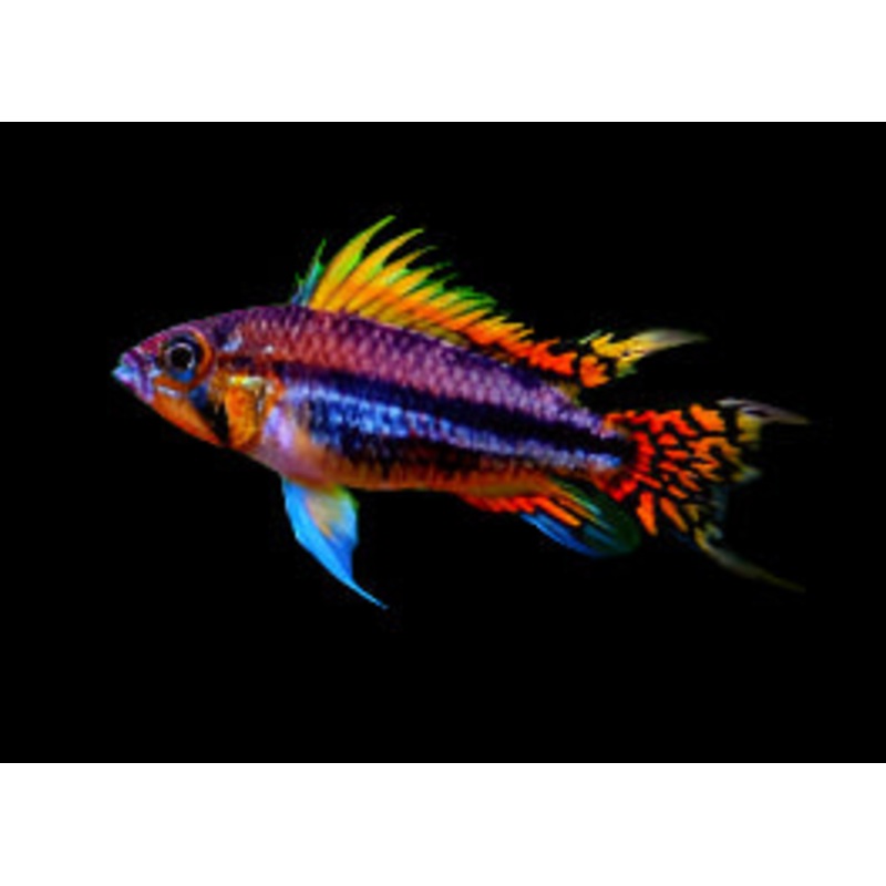 Apistogramma cacatuoides 'Triple Red'