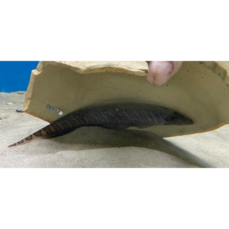 Banded Knifefish