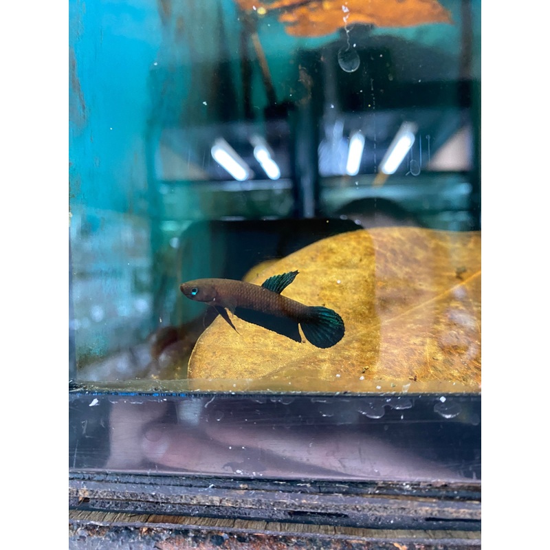 Betta persephone (PAIRS ONLY)