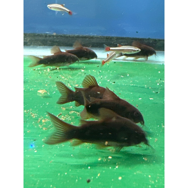 Black Venezuela Cory Catfish (Corydoras schultzei), Tank-Bred
