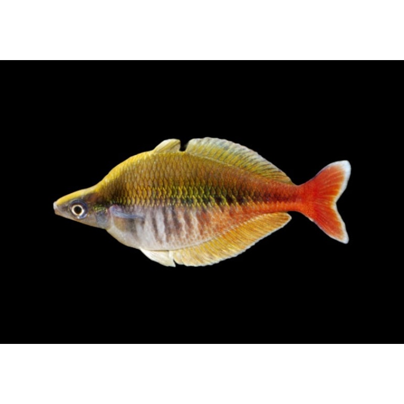 Bleher's Rainbowfish